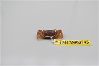 藏品(萬歲大眼蟹)的圖片